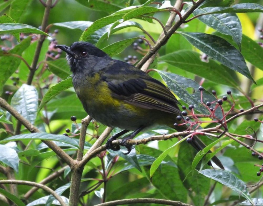 Poas and Cinchona are two of the better, closest birding areas to the San Jose area. Just an hour or so drive up into the nearby mountains, they offer a quick fix of highland endemics and a good bunch...