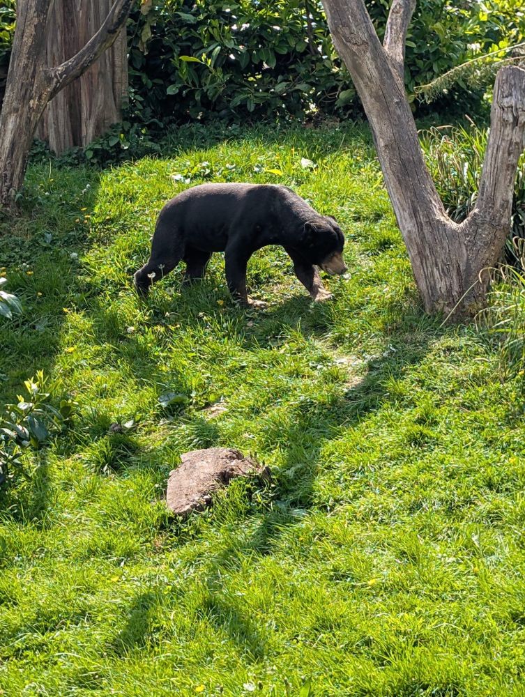 A sun bear walking on a grassy area with some trees and bushes in the background. There is a rock on the ground in the foreground. The bear is casting a shadow on the grass.