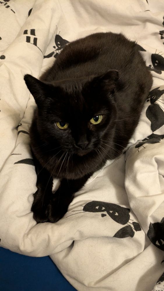 a black cat sitting on top of a predominantly white duvet on a bed
