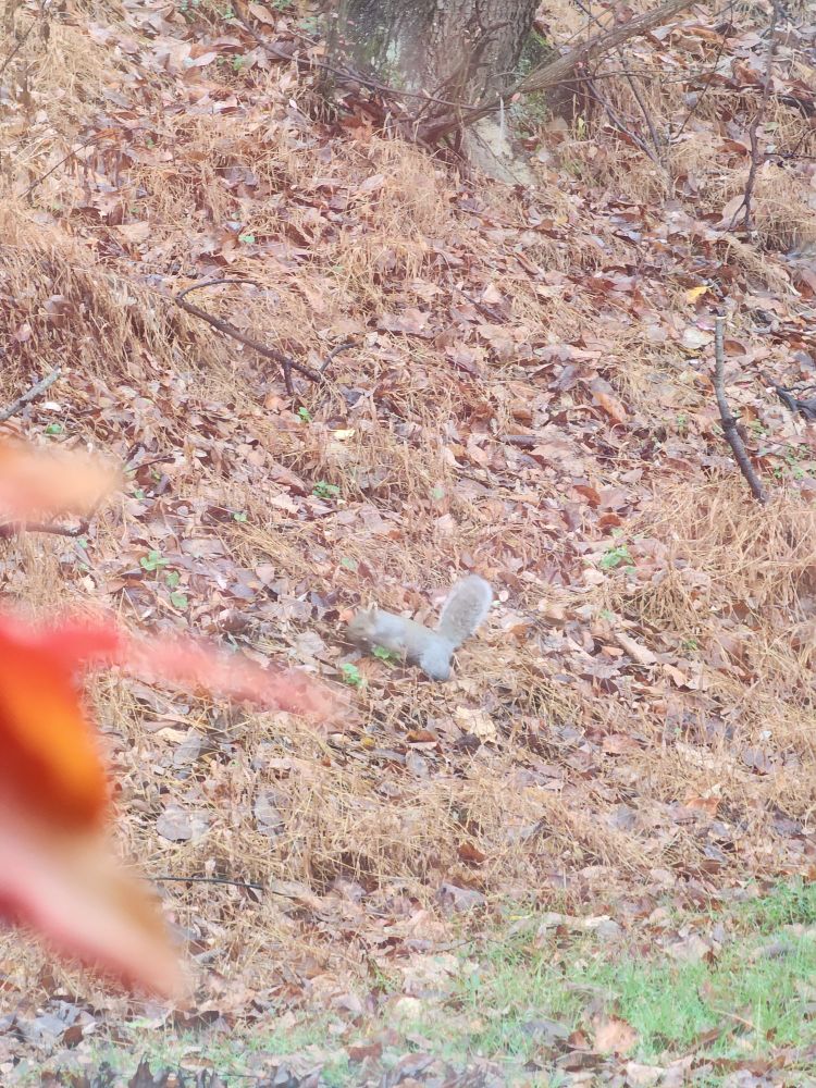 A cat with a bushy tail.