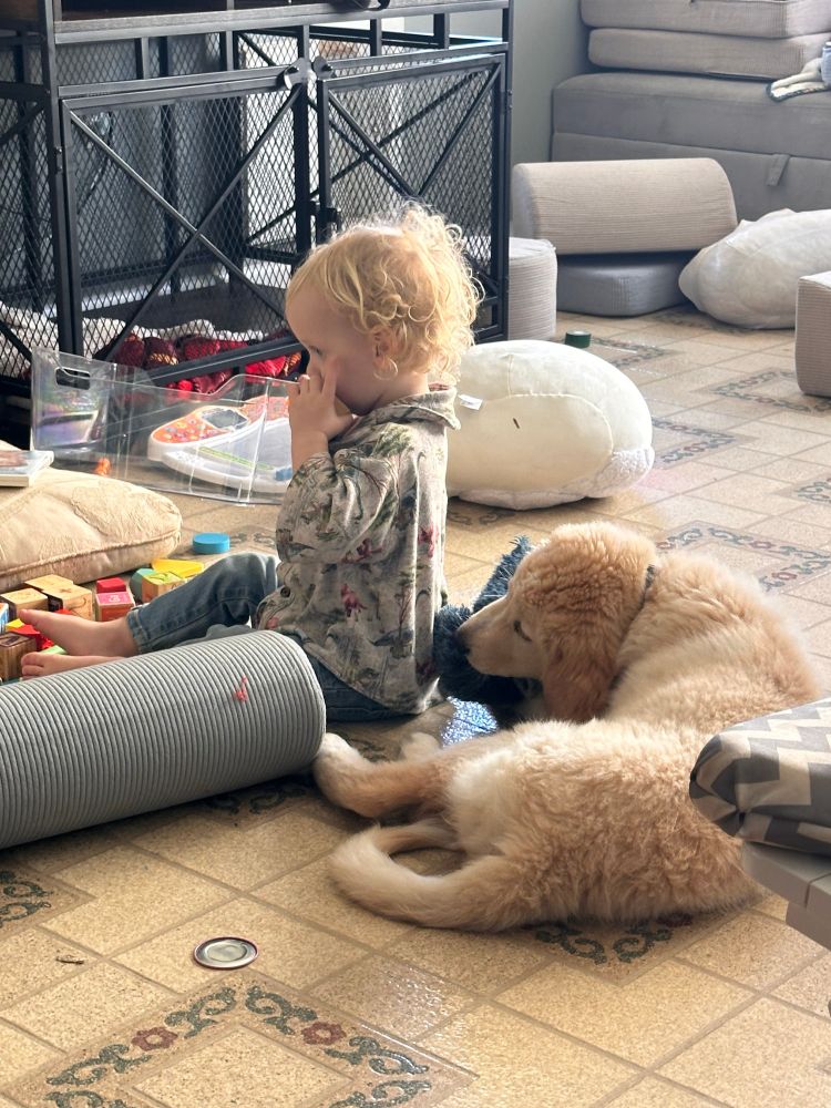 A blonde, curly headed toddler and a large puppy with golden fur are sitting next to one another and playing with their own toys. 