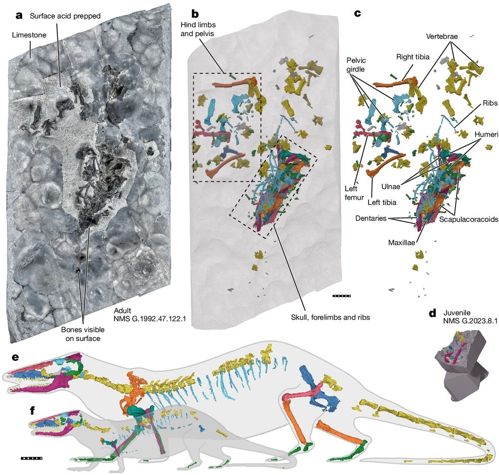 Example of Middle Jurassic mammal fossils from Skye, published by Elsa Panciroli et al. 2024.