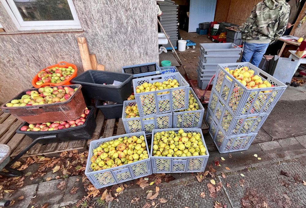 Kistenweise Äpfel zum Mosten