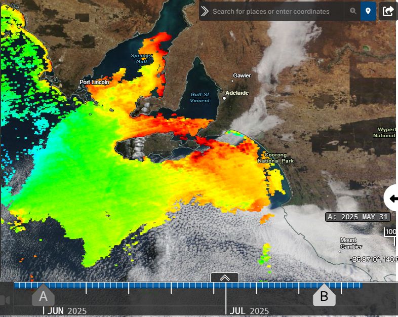 Satellite image of ocean chlorohyll a from 31st May 2025 via NASA worlview site showing extensive phytoplankton around Kangaroo Is and near coastal areas of South Australia