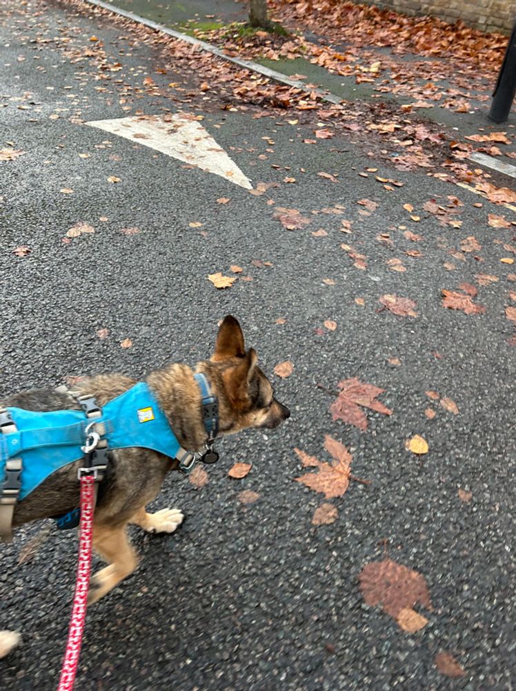 Sophie dog in her blue harness amid the leaves 
