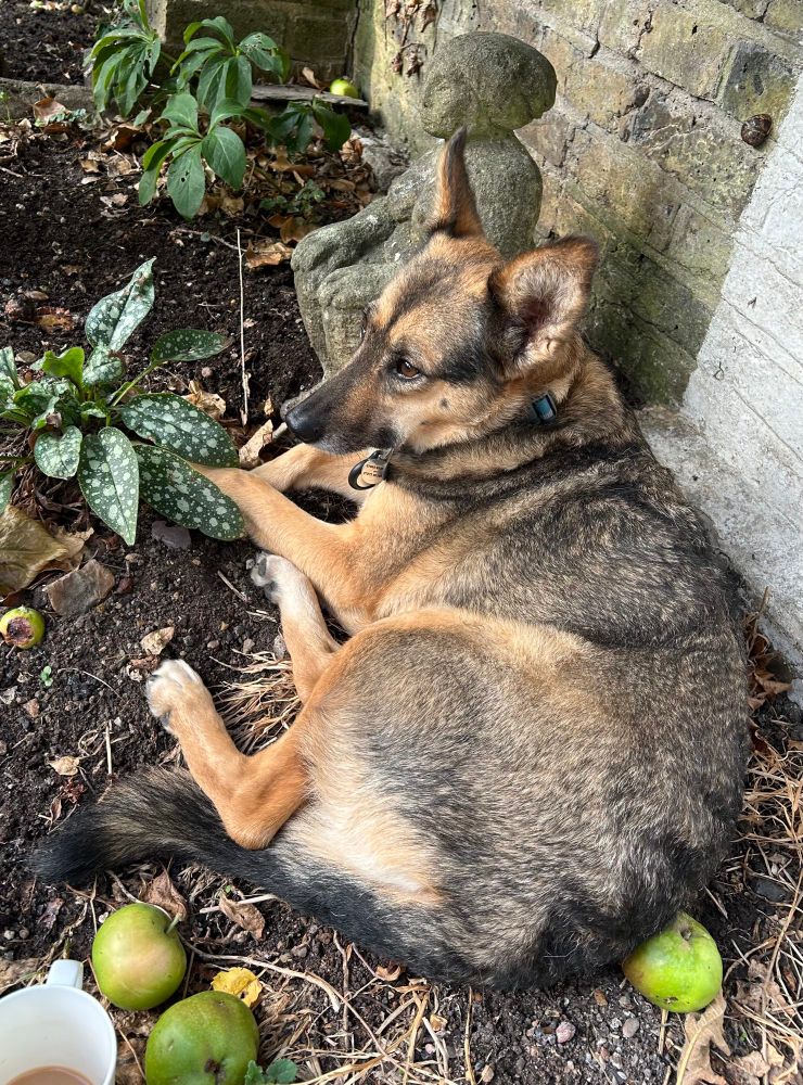 Sophie dog looking thoughtful, next to the little statue 