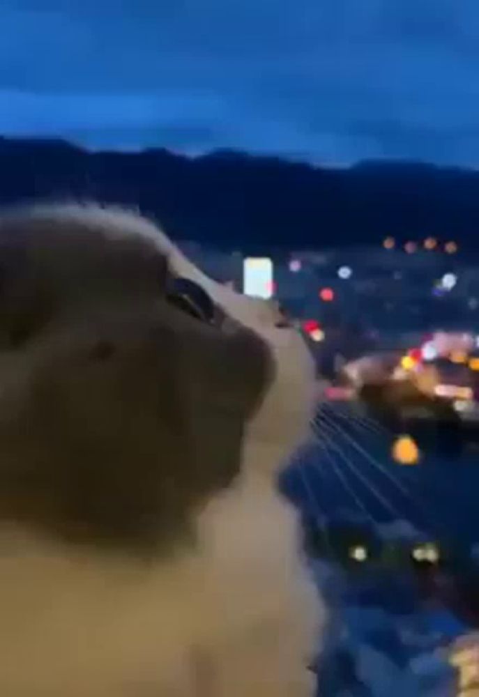 a close up of a cat looking out a window at a city at night .