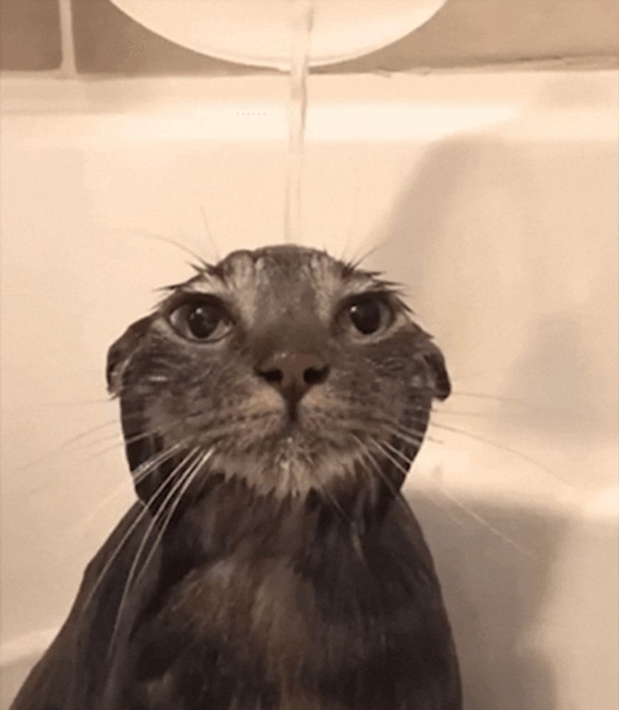 a wet cat in a bathtub with water pouring on its head