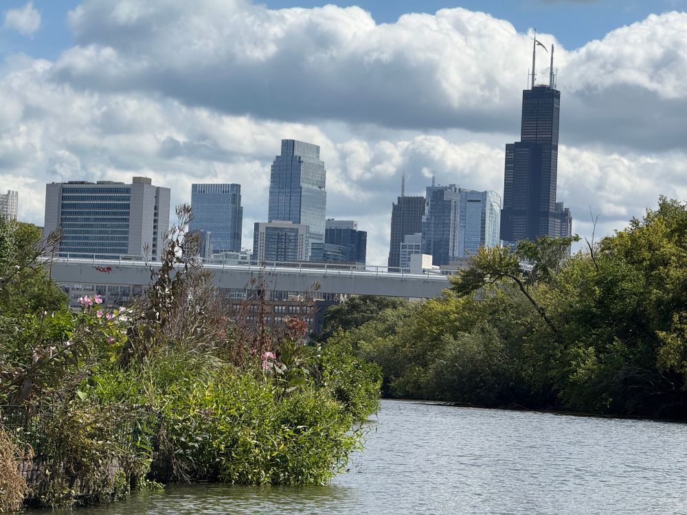 The Chicago River with native plants in the foreground & the skyline in the distance 
