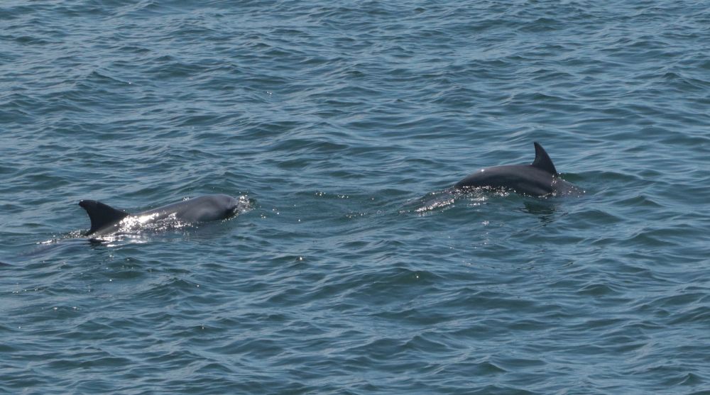 dolphins