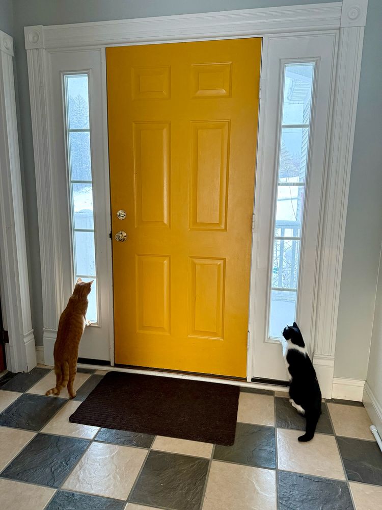 My orange tabby and my tuxedo cat standing up with their paws against the windows, looking outside into the snow on the porch