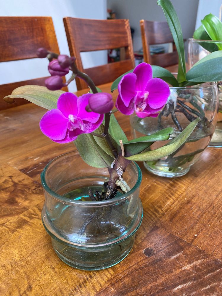 A fuscia phalenopsis orchid in a glass jar on a wooden table.