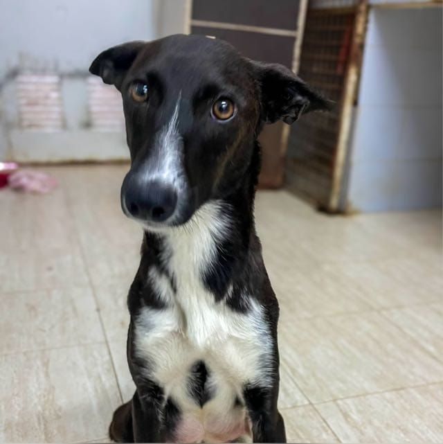 A black and white podenco canario looks deep into your soul ❤️
