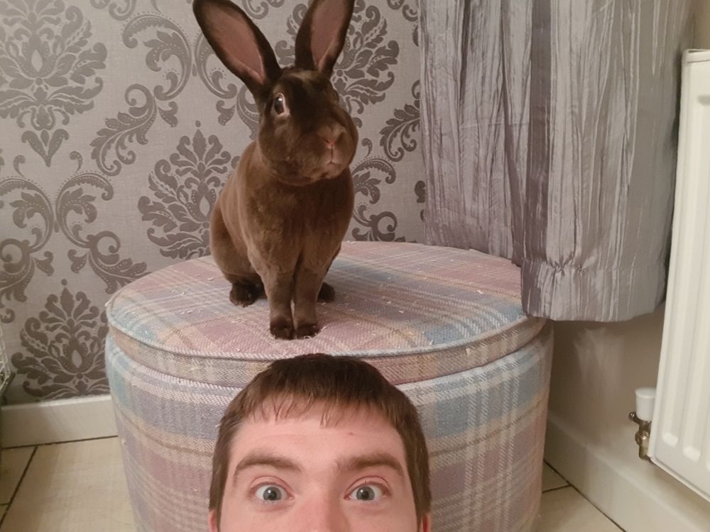 Brodie our Rex rabbit standing on a stool above my head with his ears up