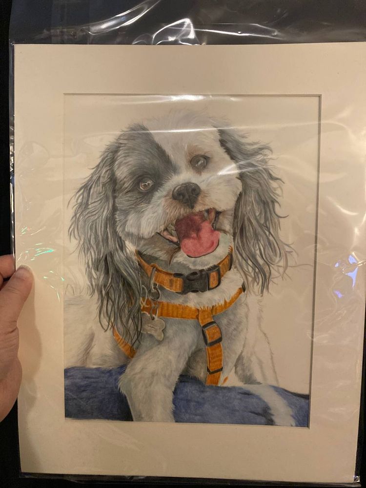 A photograph of a pencil portrait of the poster's late dog, a mostly white lhasa apso with a dark grey marking over his right eye, ear, and his left ear. He wears a bright orange collar and harness, and is sitting behind the bolster of a fuzzy blue bed. The portrait is behind a white mat, and in a protective plastic sleeve.

Art by @ariesian.bsky.social.

(Image looks yellowed because the iPhone SE 2020 hates appropriate white balance and the light in this apartment sucks.)