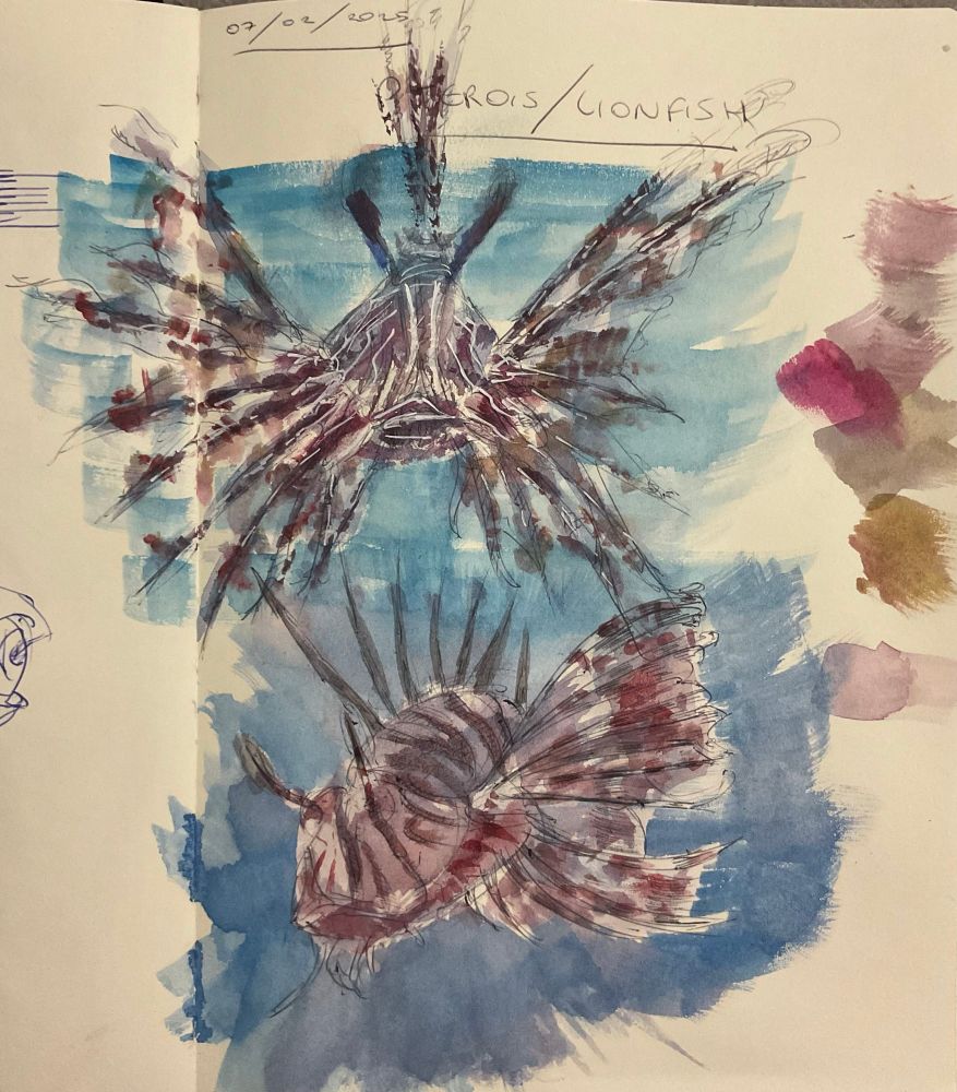 2 watercolor sketches of a lionfish from frontview and sideview