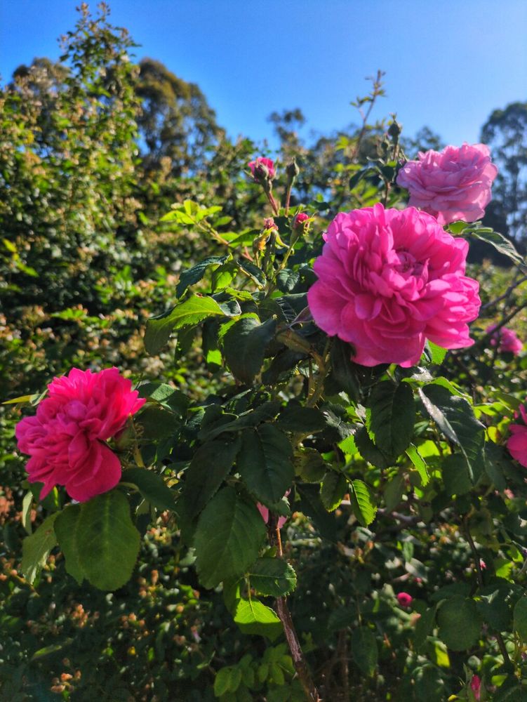 Three very bright pink roses blooming on a green shrub against a blue sky.