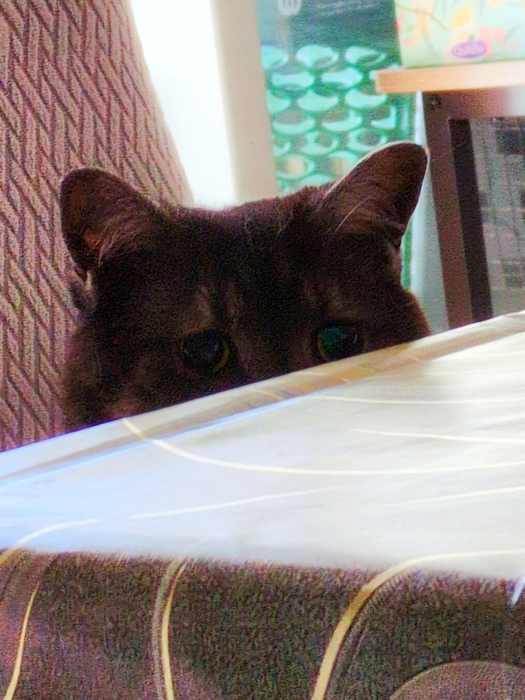 Spunky the Cat, a dark grey tabby cat, is sitting on a dining room chair, staring over the edge of the dining room table.