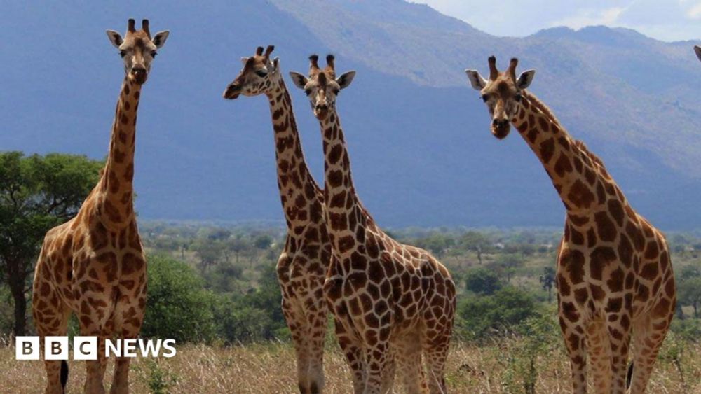 Giraffes have always been thought to be one species, but scientists now say there are four.