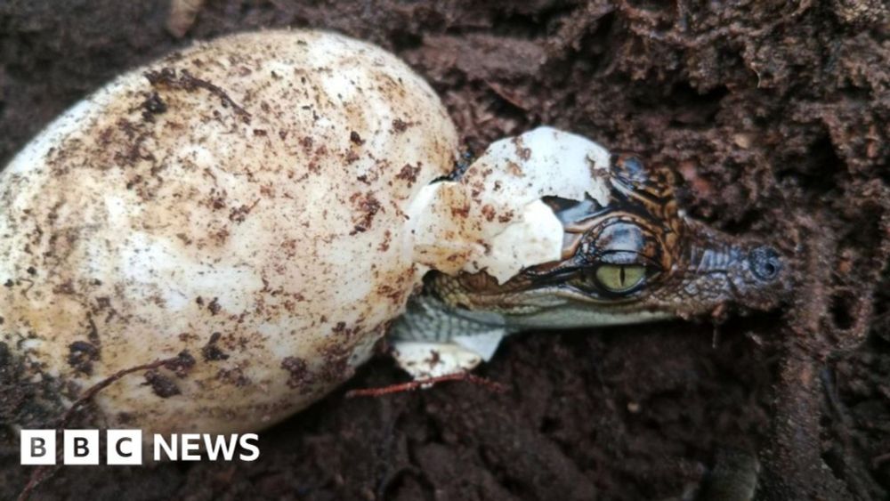 Near-extinct Siamese crocs make comeback in Cambodia