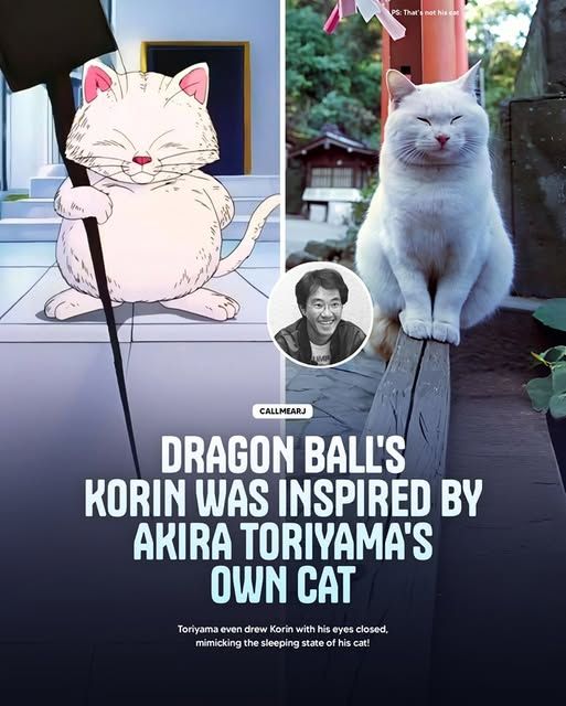A picture of Korin from Dragon Ball, a white cat standing upright and carrying a walking stick taller than himself, contrasted with a picture of Akira Toriyama's own cat, which is also white and has a remarkably similar face and ears. Toriyama himself is shown in a small circle between the two images.

"CALLMEARJ" (presumably the person who made the image)
"Dragon Ball's Korin was inspire by Akira Toriyama's own cat"
"Toriyama even drew Korin with his eyes closed, mimicking the sleeping state of his cat!" (the cat in the photo is blinking)