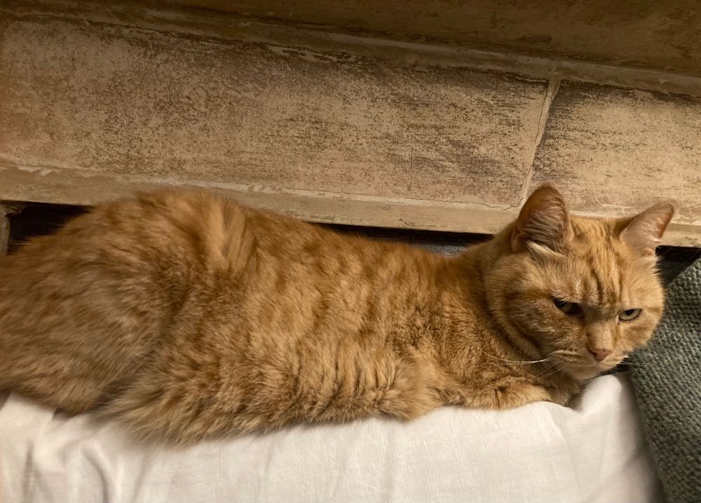Chubby ginger cat stretched out on the back of a sofa