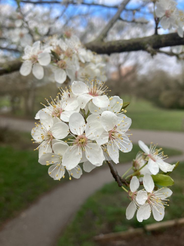 Creamy cherry blossom