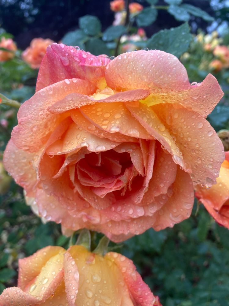 A big peach rose with dark green leaves as background. All with raindrops on them.