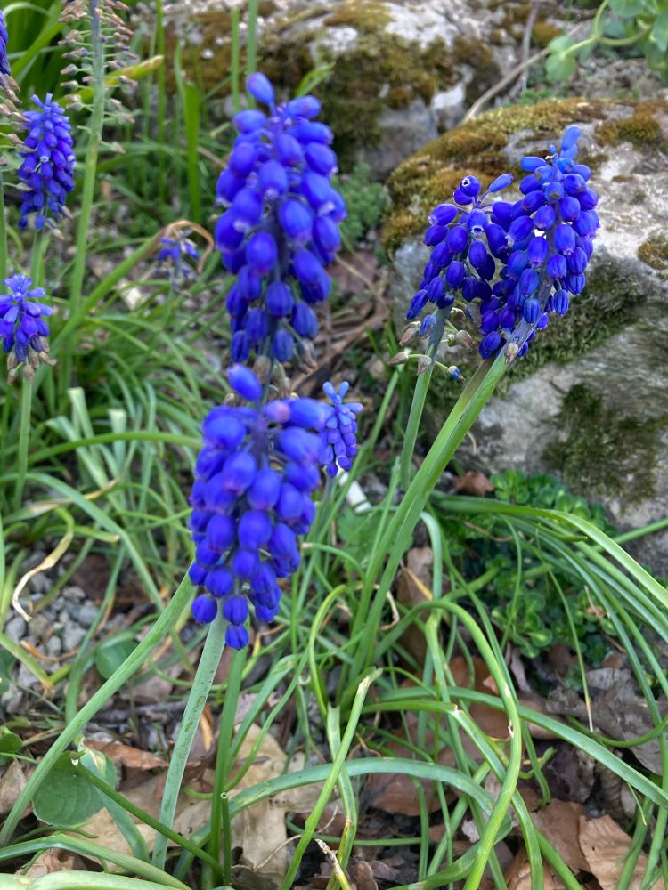 Cluster of deep blue tiny bell shaped flowers - that aren’t bluebells! 