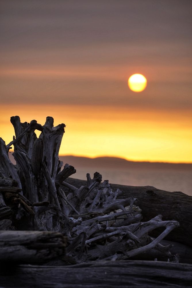 A large, vibrant orange and yellow sunset fills the sky above a collection of dark, weathered driftwood. The driftwood, in various sizes and shapes, forms a dense cluster on the ground, its branches and roots intricately intertwined. The wood appears grey-black, with a textured surface. The sun, a brilliant orb of yellow, sits near the top-right of the image. The sky above it is a mixture of orange, yellow, and soft purple-grey tones, creating a beautiful sunset palette.  A hazy, dusky band of color sits just above the driftwood, indicating a transitional stage before the complete darkness. 