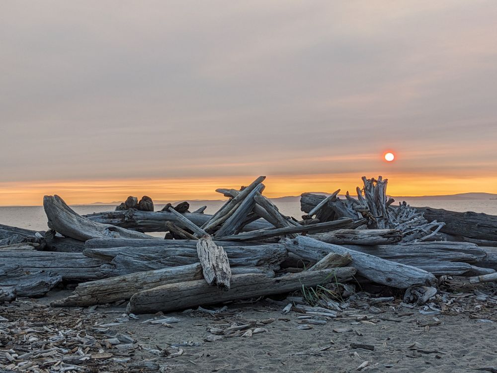 View of sunset over the ocean with piles of driftwood in the foreground. 