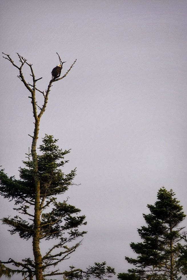 The image shows a Bald Eagle perched on a dead branch of a tree.  The tree is partially obscured by a live evergreen tree to its side. The background is a muted, overcast sky. The overall impression is one of quiet solitude and a sense of the eagle's dominance within its natural environment.