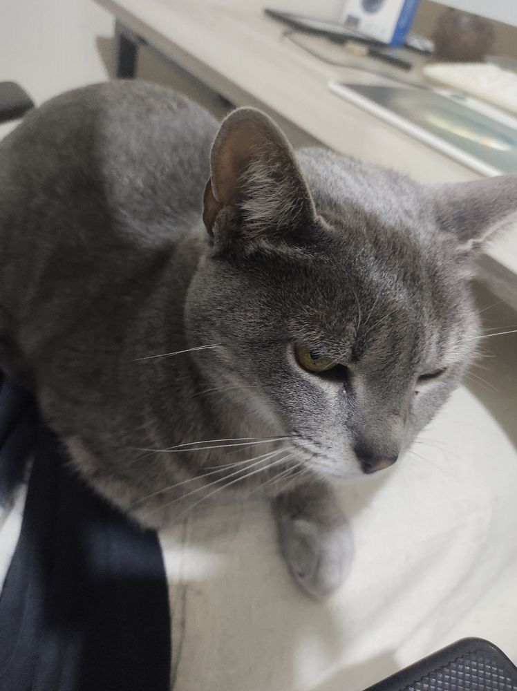 uma gata cinza tigrada deitada no meu colo