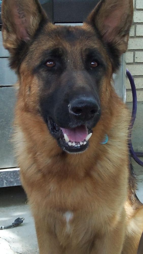 Male German Shepherd smiling