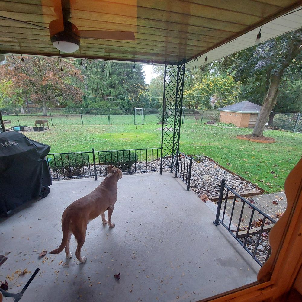 Brandy is standing on the back porch, watching a smaller buck eat some of the carrots that we dumped behind the shed in the backyard.