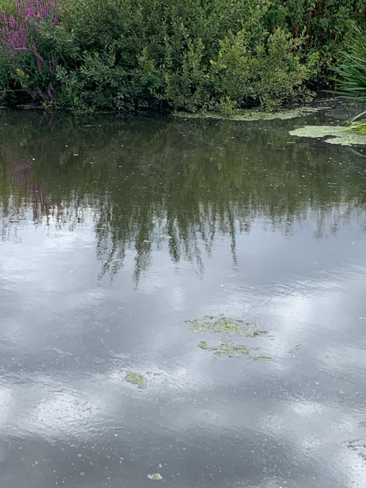 River with weed & a reflection of vegetation 