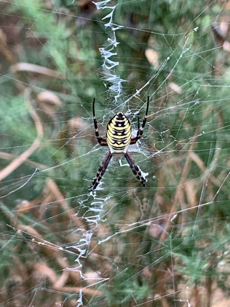 Green & brown background of scrub & brush with a white spider web with a large black & yellow striped spider in the centre 
A Wasp spider