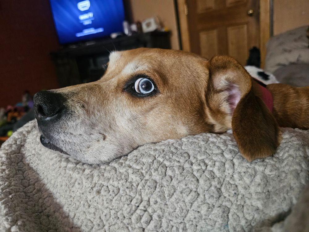 Dog laying down looking at camera 