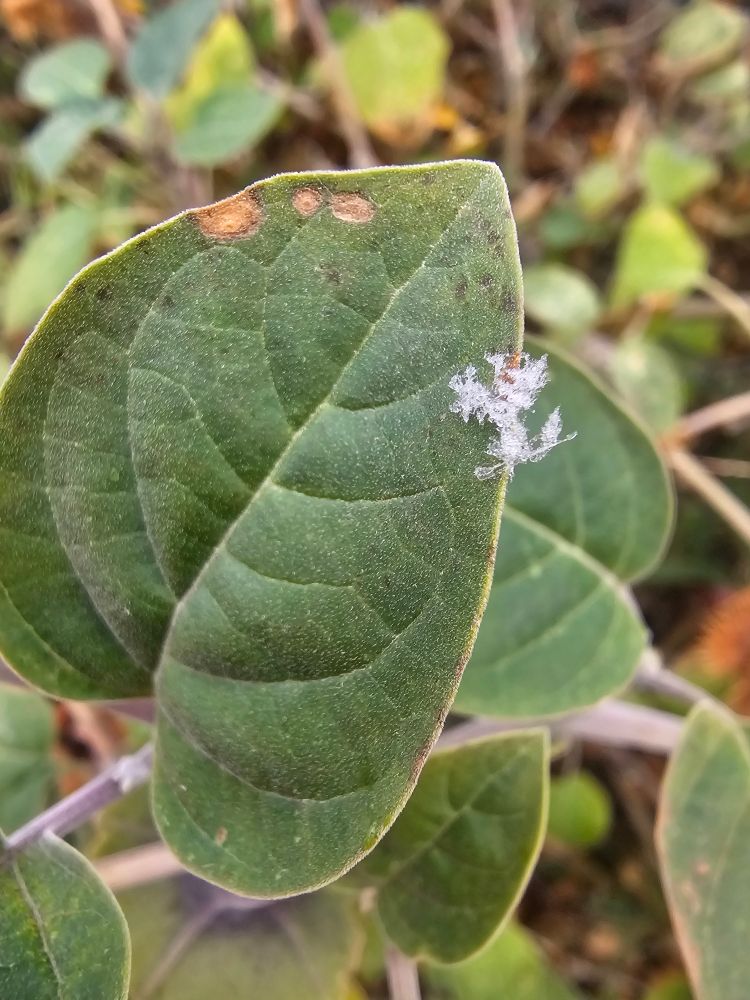 Little flakes of snow on a leaf 