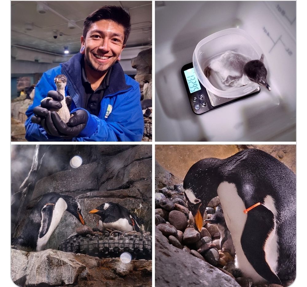 pictures of the new chick being held, weighed  and the parents. 