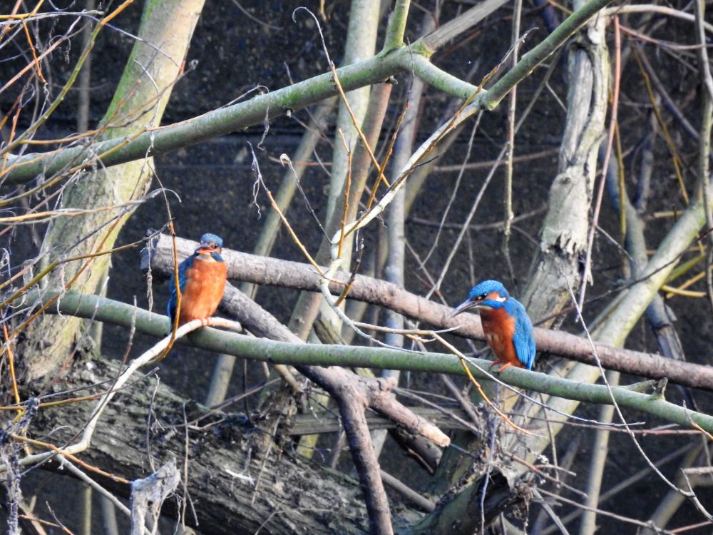 Two kingfishers on a branch close to each other.