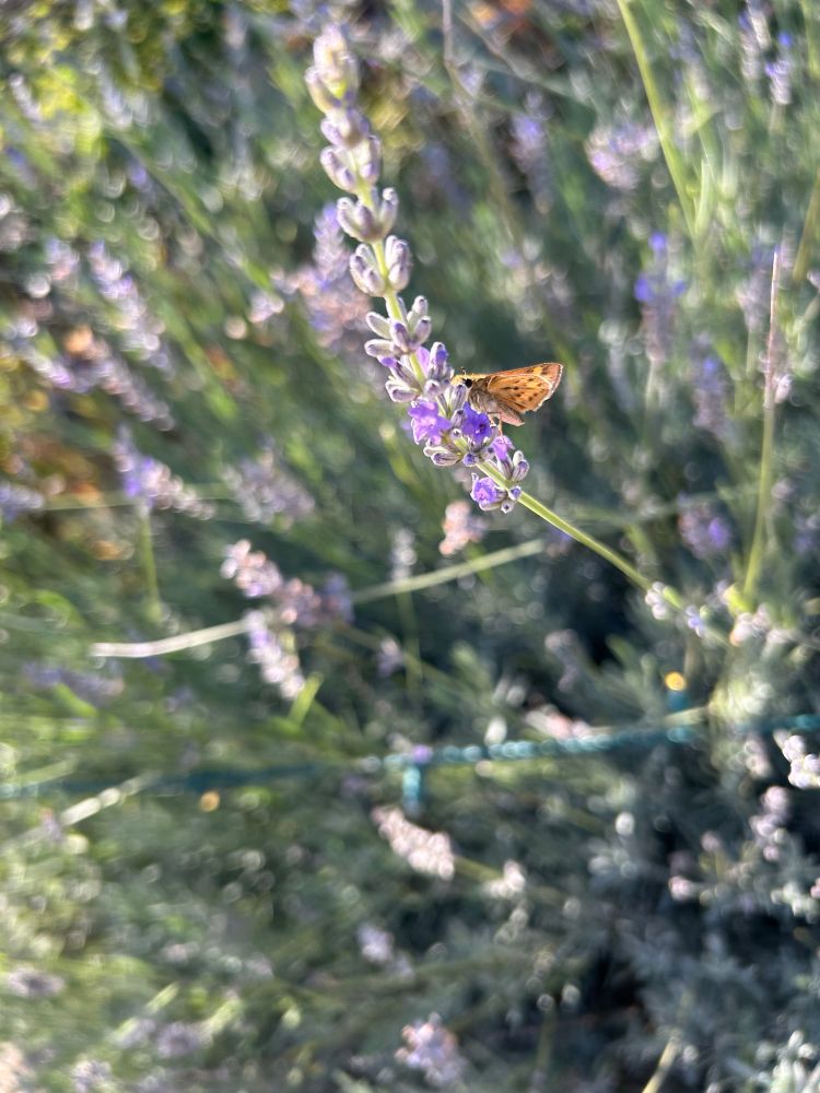 Moth on sage