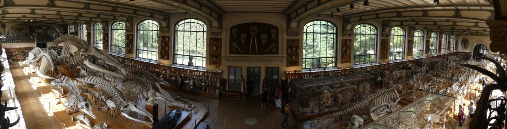 Image of the hall of comparative anatomy in the Galerie de Paléontologie et d’Anatomie Comparée in Paris, filled with animal skeletons of all types, panorama view. 