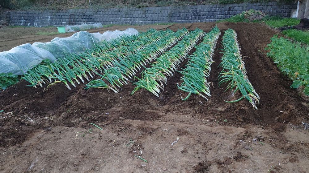 ネギの植え替え作業