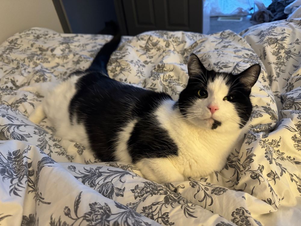 Black and white cat looking at the camera and laying stretched out long, resting on a white duvet with gray floral print