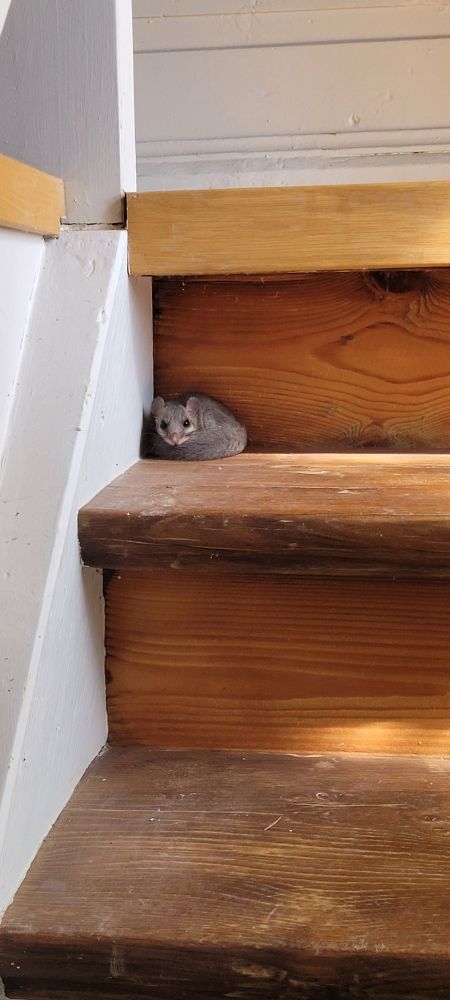 Ein Siebenschläfer auf einer Holztreppe.