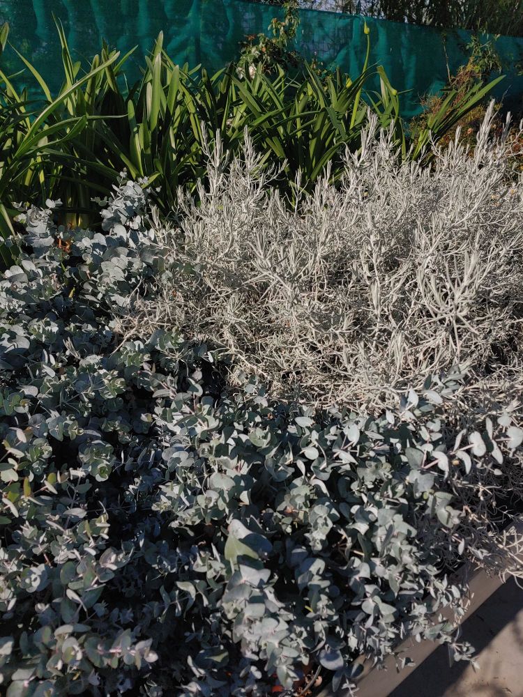청록색 가림판 앞 녹색 길죽한 이파리, 그 앞 새하얀 덤불과 은청색의 희고 둥근 잎이 긴 가지에 가득 꿰인 식물로 마치 그라데이션처럼 생긴 화원 매대 모습
