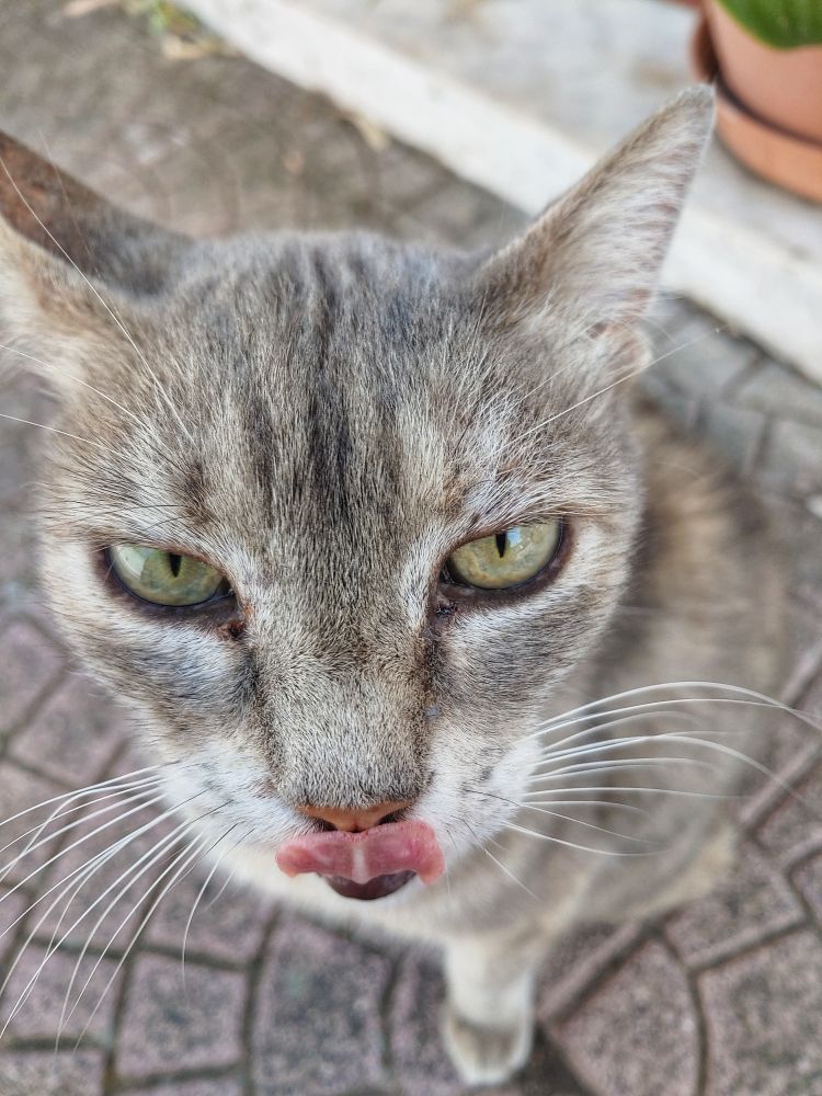 녹색과 회색이 섞인 눈의 회색 얼룩고양이가 흰 대리석 경계석과 적갈색 화분, 연보라색 타일바닥을 배경으로 늠름한 표정을 지으며 앉아서 혀를 날름대다 코에 거의 닿는 순간을 포착한 사진