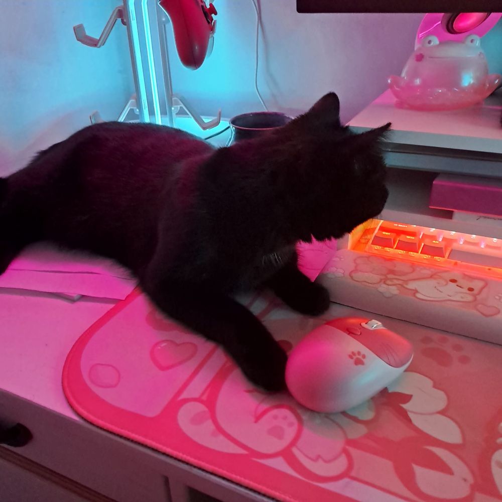 a desk in pink light. a pink desk mat, white and pink mouse. Mim, the black cat, lies on top of it, looking away from the camera. 