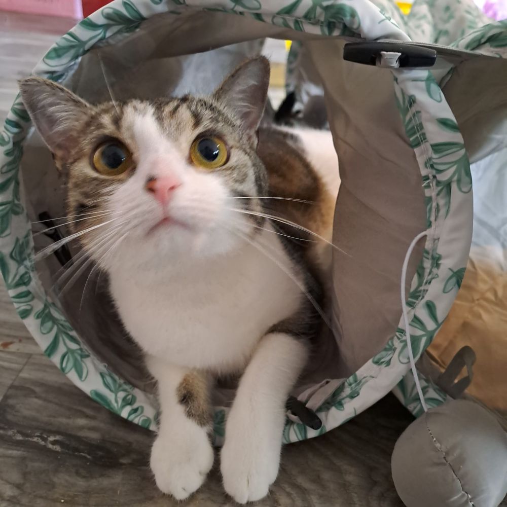 Nessi lies in her white with green leaf print tunnel. She is looking up towards someone behind the camera with big eyes. 